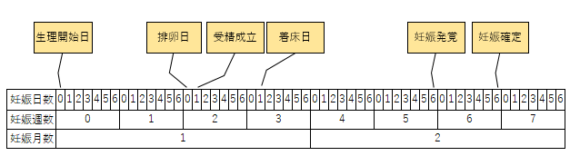 妊娠開始日と妊娠確定日